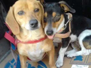 Cachorro raça Mix de Basset e Srd idade 1 ano nome Kiara e Kira 