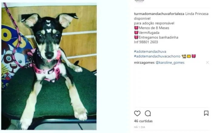 Cachorro ra a SRD idade 1 ano nome SEM