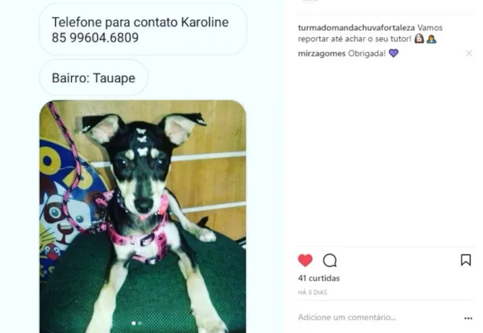 Cachorro ra a SRD idade 1 ano nome SEM