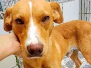 Cachorro raça SRD idade 2 anos nome Tomate