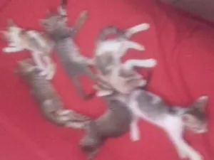 Gato raça voralata idade Abaixo de 2 meses nome sem nome