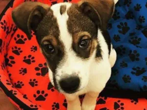 Cachorro raça Sem raça definida idade 7 a 11 meses nome Bernardo