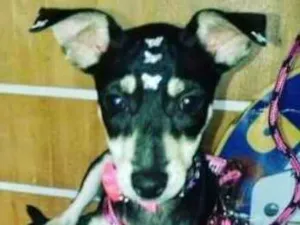 Cachorro raça SRD idade 1 ano nome SEM