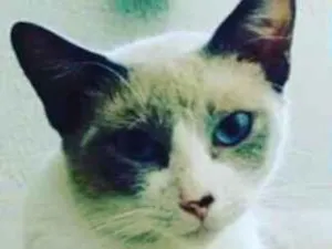 Gato raça Siamêsa idade 1 ano nome Maya CASTRADA