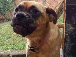 Cachorro raça BOXER idade 1 ano nome AKIRA
