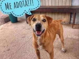 Cachorro raça SRD idade 4 anos nome Pêpe