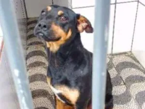 Cachorro raça VL idade 2 anos nome Bocão