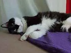 Gato raça sem raça definida idade 7 a 11 meses nome Bolinha