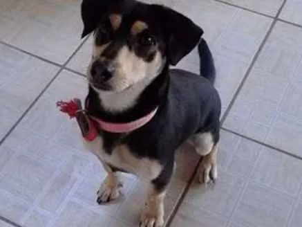 Cachorro ra a misturada idade 1 ano nome cacau