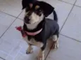 cacau