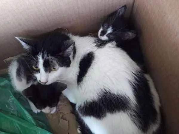 Gato ra a sem raça idade 2 a 6 meses nome Coração