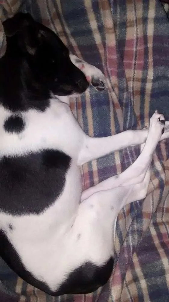 Cachorro ra a Fox Paulistinha idade 2 a 6 meses nome Thor