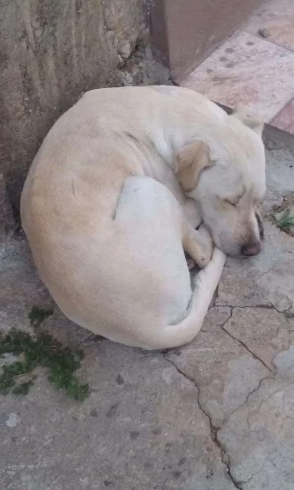 Cachorro ra a  idade 1 ano nome Fred 