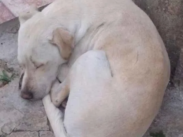 Cachorro ra a  idade 1 ano nome Fred 