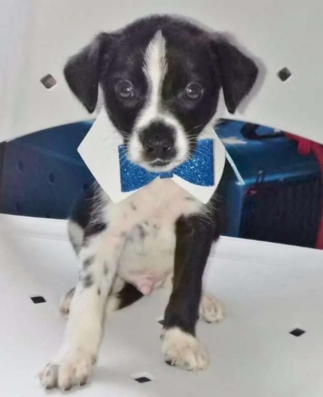 Cachorro ra a SRD idade 2 a 6 meses nome COQUINHO
