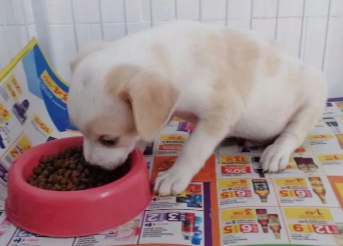 Cachorro ra a SRD idade 2 a 6 meses nome CLARINHO