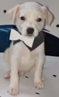 CLARINHO