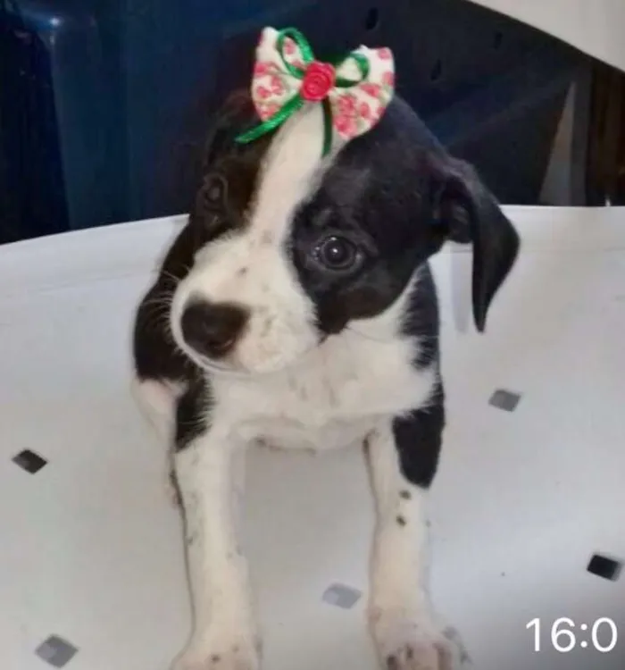 Cachorro ra a SRD idade 2 a 6 meses nome LINDINHA