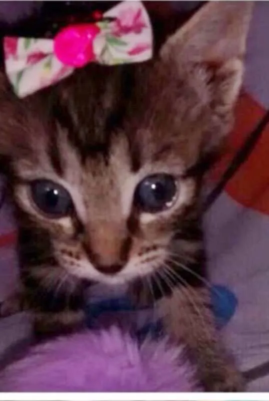 Gato ra a SRD idade 2 a 6 meses nome RAJADINHA