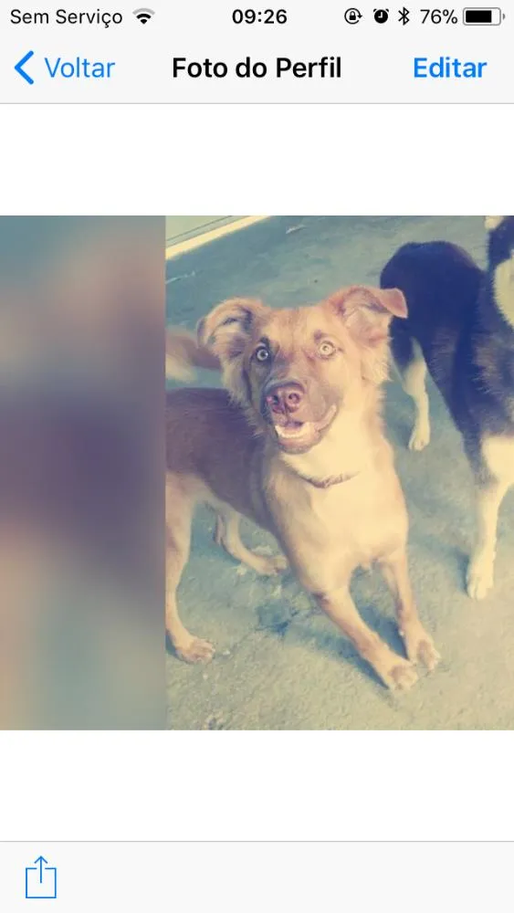 Cachorro ra a SRD idade 2 anos nome Rex