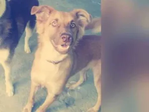 Cachorro raça SRD idade 2 anos nome Rex
