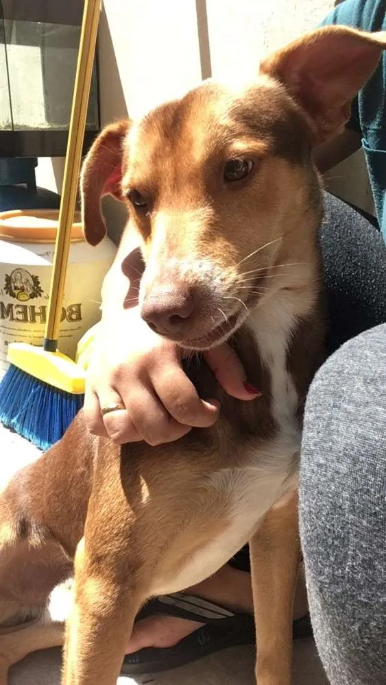 Cachorro ra a SRD idade 1 ano nome Costelinha