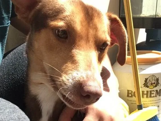 Cachorro ra a SRD idade 1 ano nome Costelinha