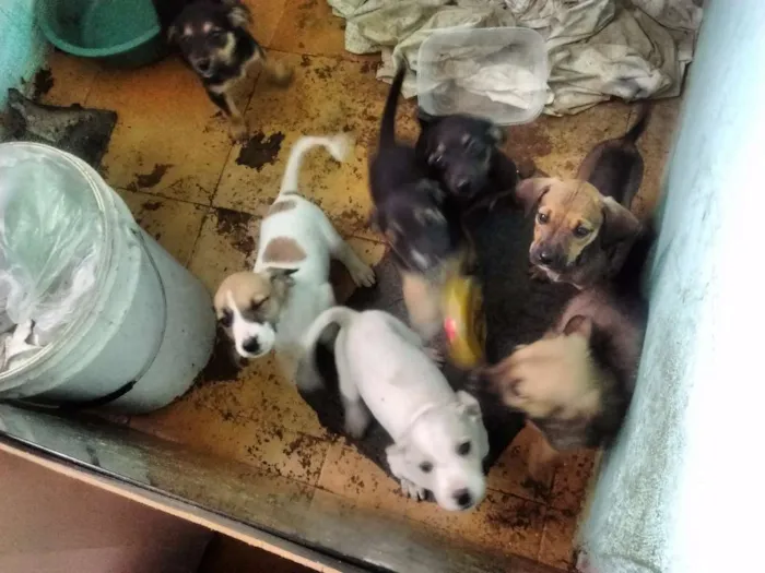 Cachorro ra a Sem raça idade 2 a 6 meses nome Sem nome
