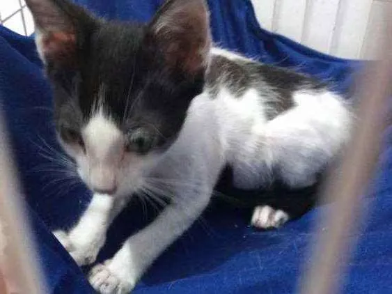 Gato ra a SRD idade Abaixo de 2 meses nome Kate Middleton
