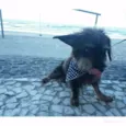 Max