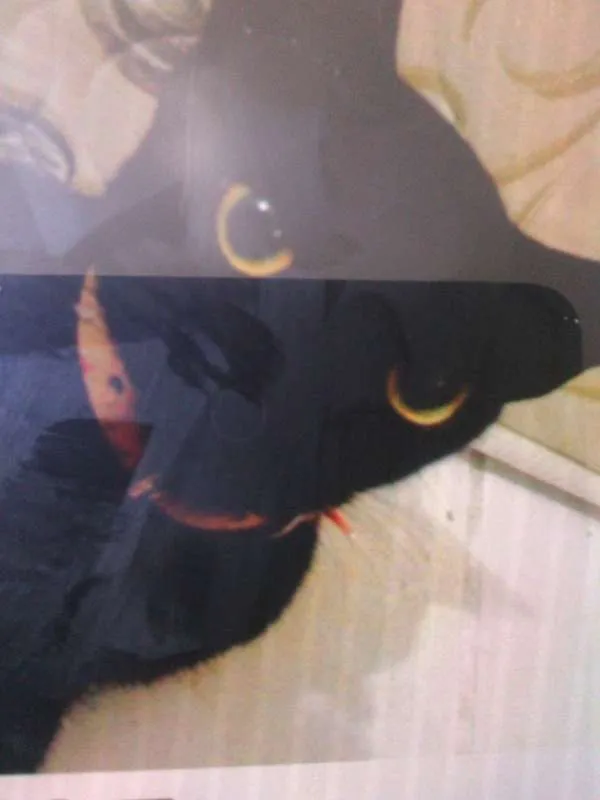 Gato ra a SRD idade 1 ano nome Rege, peixe...