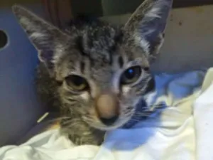 Gato raça Vira lata idade Abaixo de 2 meses nome Muso