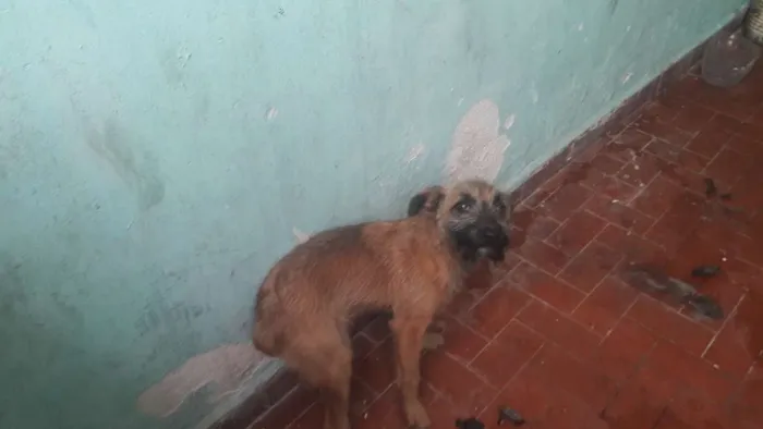 Cachorro ra a Mistura de vira lata  idade 7 a 11 meses nome Nina