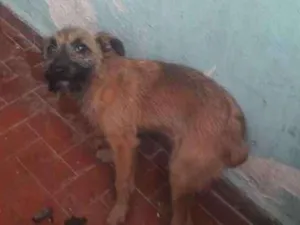 Cachorro raça Mistura de vira lata  idade 7 a 11 meses nome Nina