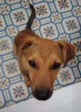 Tico
