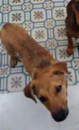 Tico