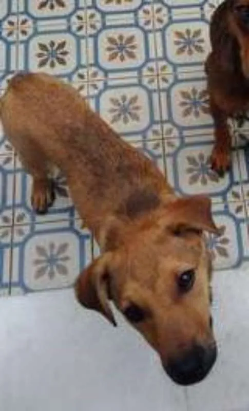 Cachorro ra a SRD idade 2 a 6 meses nome Tico