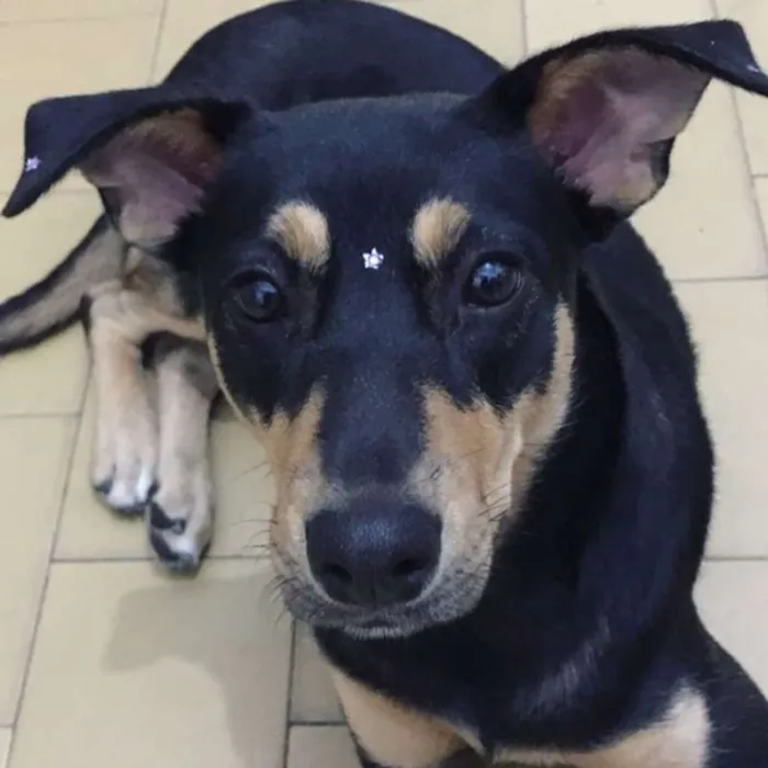 Cachorro ra a SRD idade 2 anos nome Sofia