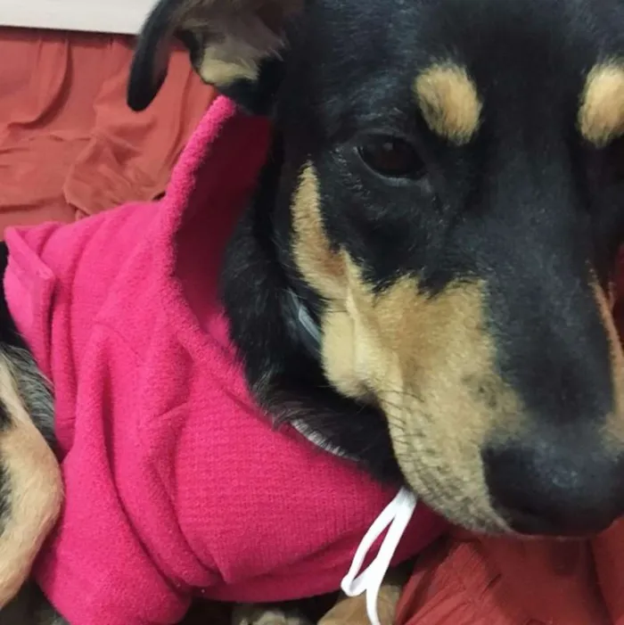 Cachorro ra a SRD idade 2 anos nome Sofia