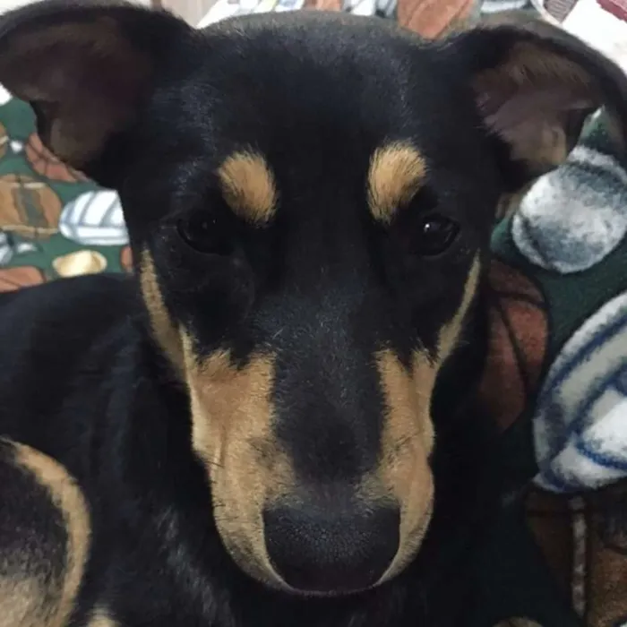 Cachorro ra a SRD idade 2 anos nome Sofia
