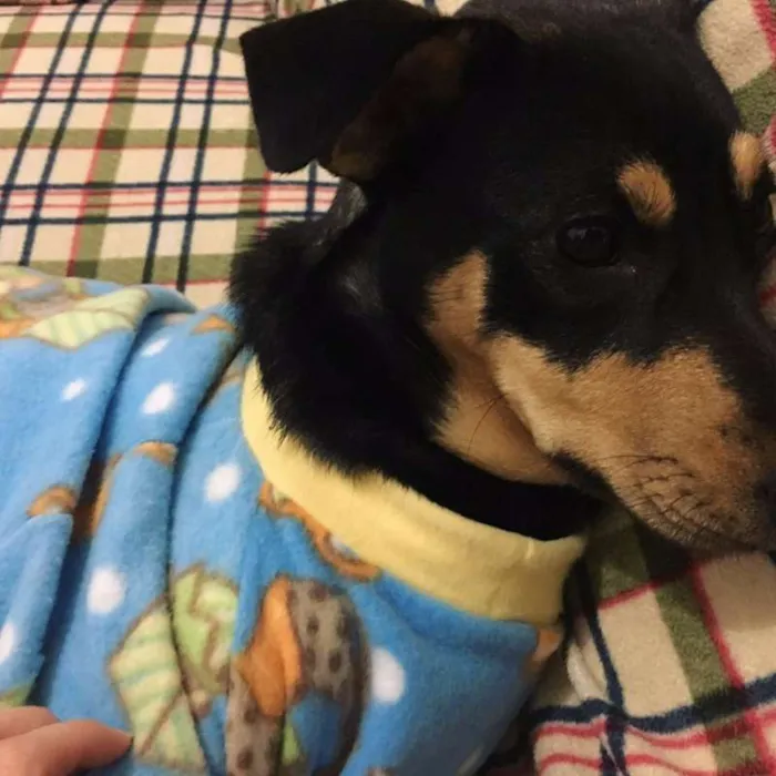 Cachorro ra a SRD idade 2 anos nome Sofia