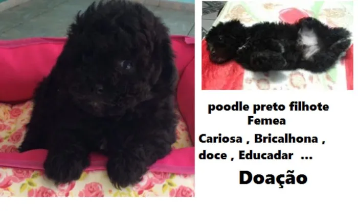 Cachorro raça Poodle idade 2 a 6 meses nome Mel