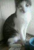 Pipoca 