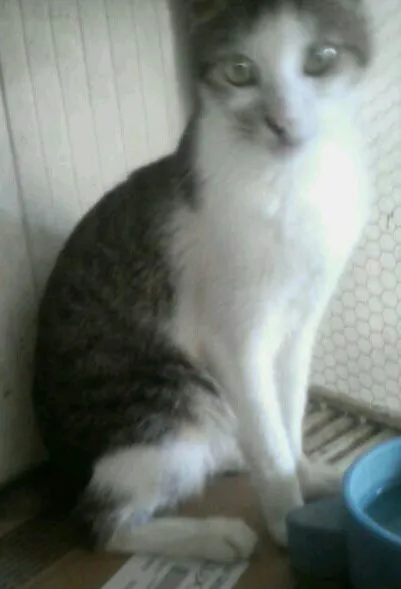 Gato raça S. R. D idade 1 ano nome Pipoca 