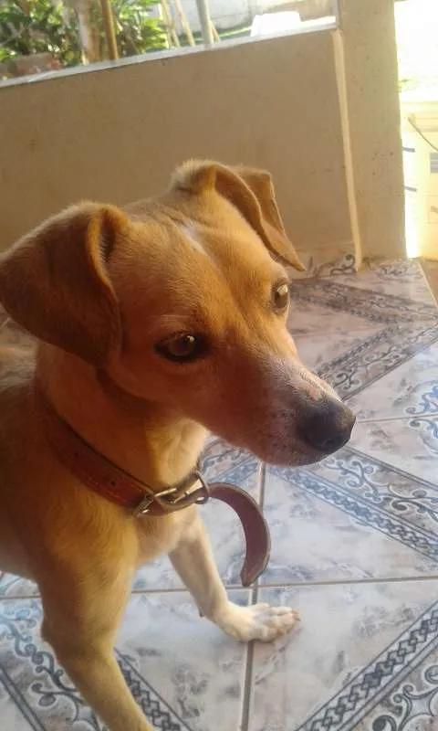 Cachorro raça desconhecida idade 4 anos nome Spayk