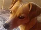 Cachorro raça desconhecida idade 4 anos nome Spayk