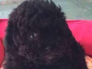 Cachorro raça Poodle idade 2 a 6 meses nome Mel