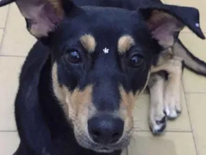 Cachorro raça SRD idade 2 anos nome Sofia
