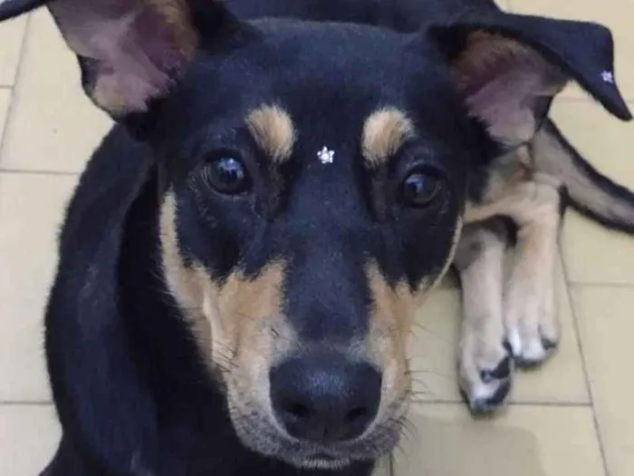 Cachorro ra a SRD idade 2 anos nome Sofia