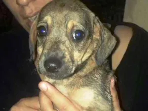 Cachorro raça vira lata idade 2 a 6 meses nome sem nome